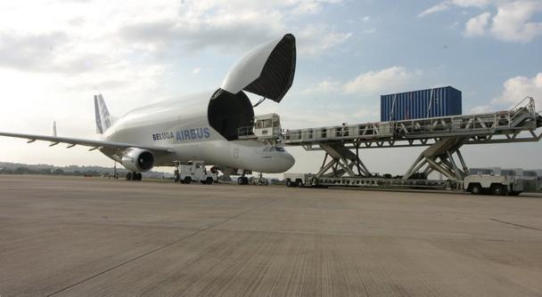 beluga beluga