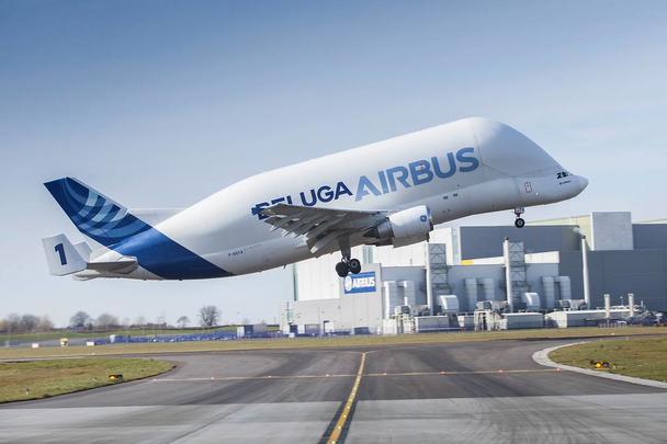Beluga 05