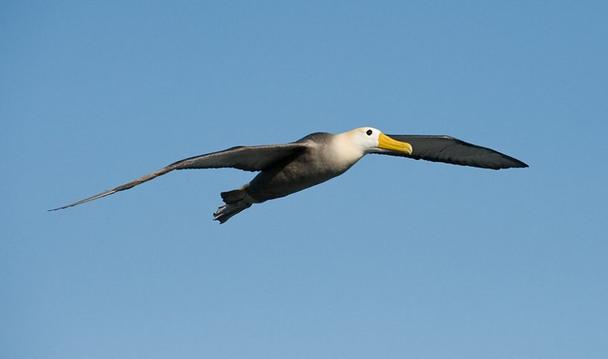 albatross Albatross