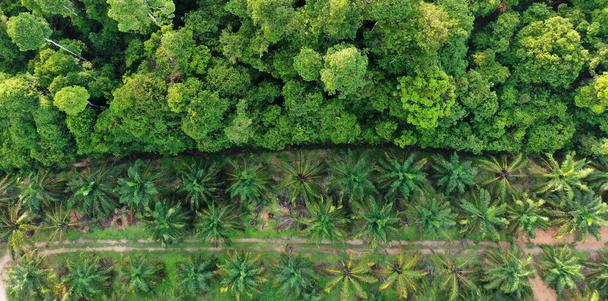 Forest Forest
