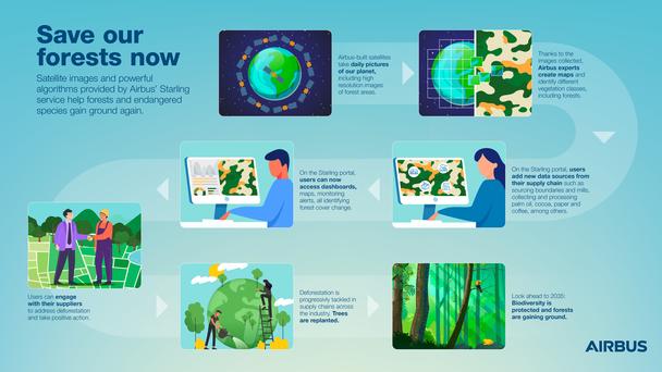 Save our forest now - infographic Save our forest now - infographic