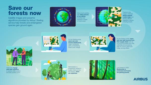 Save our forest now - infographic