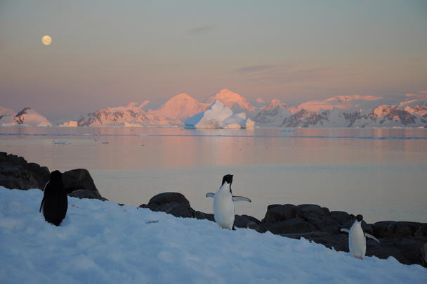 Antartic