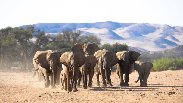 Namibia's famous desert elephants (C) EHRA