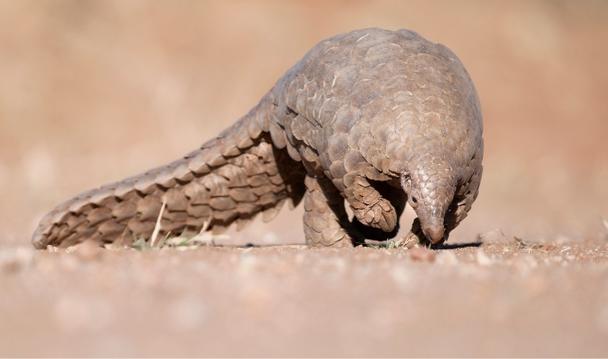 Pangolin Pangolin