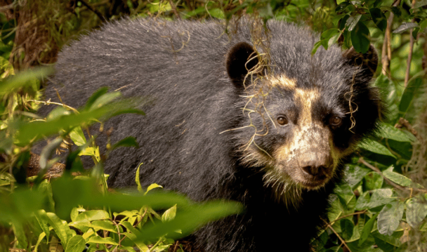 Andean Bear © David Bates