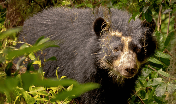 Andean Bear © David Bates Andean Bear © David Bates