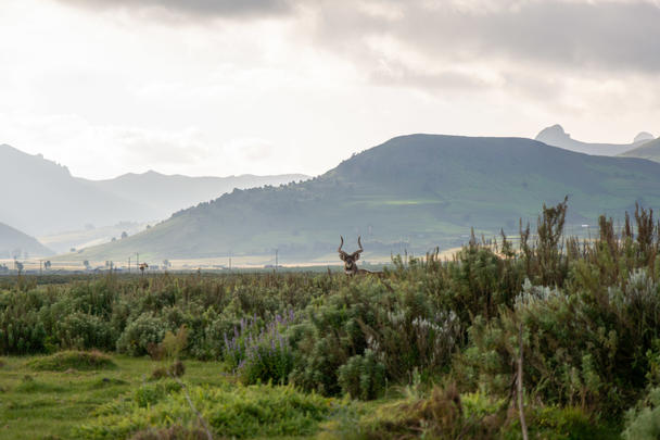 Bale Mountains National Park © Chulalongkorn University Bale Mountains National Park © Chulalongkorn University