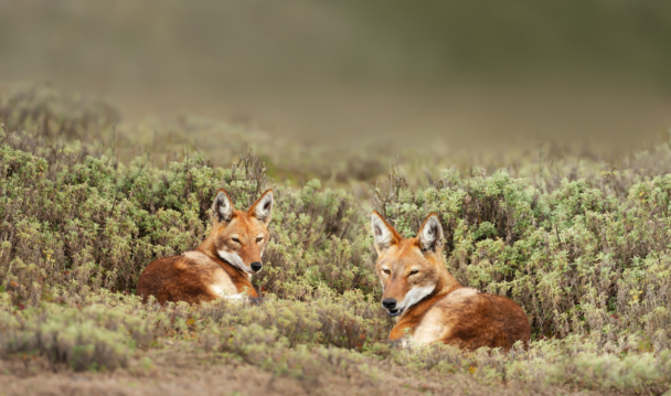 Two rare and endangered Ethiopian Wolves © Dgwildlife Two rare and endangered Ethiopian Wolves