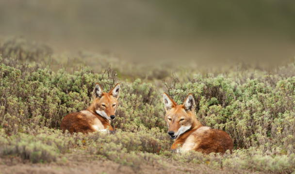 Two rare and endangered Ethiopian Wolves