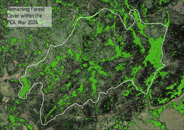Remaining forest cover within the priority conservation area, March 2024 © Langland Conservation Remaining forest cover within the priority conservation area, March 2024 © Langland Conservation
