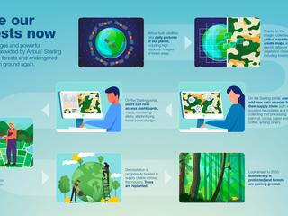 Save our forest now - infographic Save our forest now - infographic