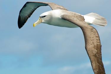The albatross is inspiring tomorrow’s aircraft wings | Airbus
