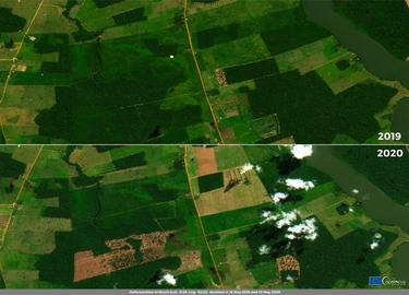 Amazon Rainforest Amazon Rainforest