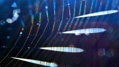 Spider-silk-AMsilk-materials-innovation