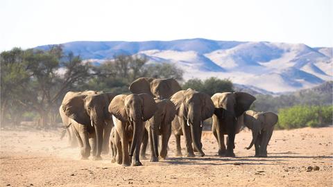Namibia's famous desert elephants (C) EHRA