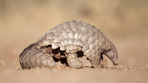 Pangolin