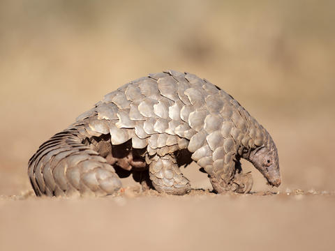 Pangolin