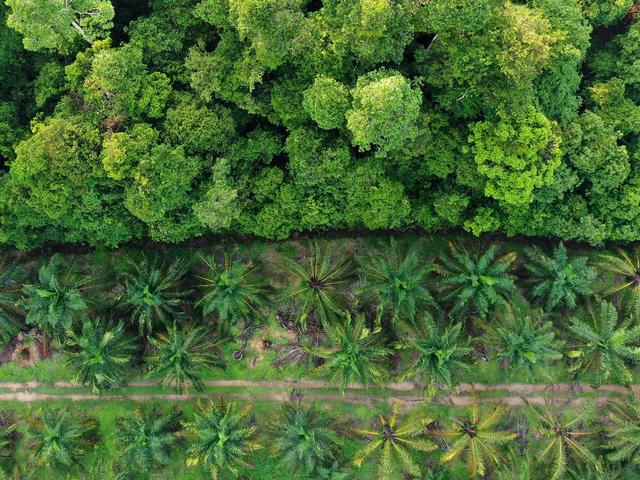 Forest