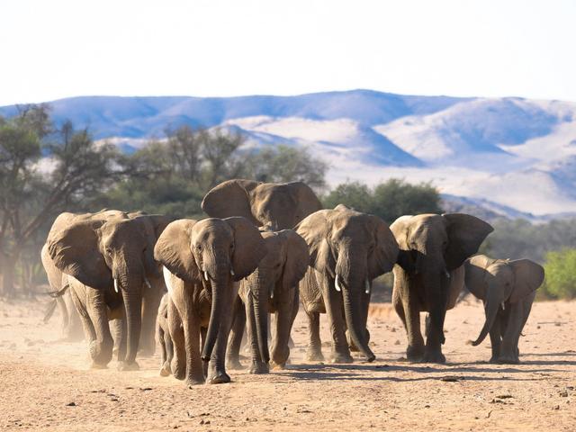 Namibia's famous desert elephants (C) EHRA