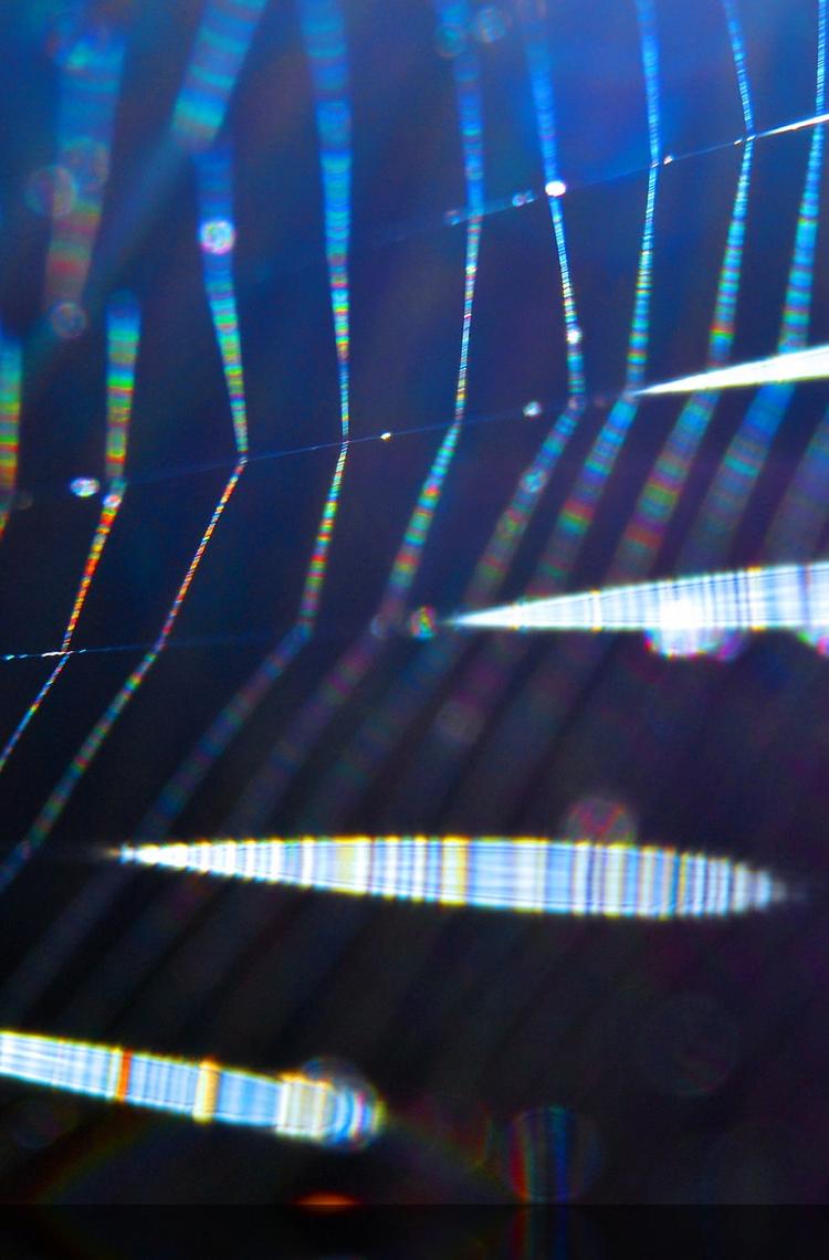 Spider-silk-AMsilk-materials-innovation