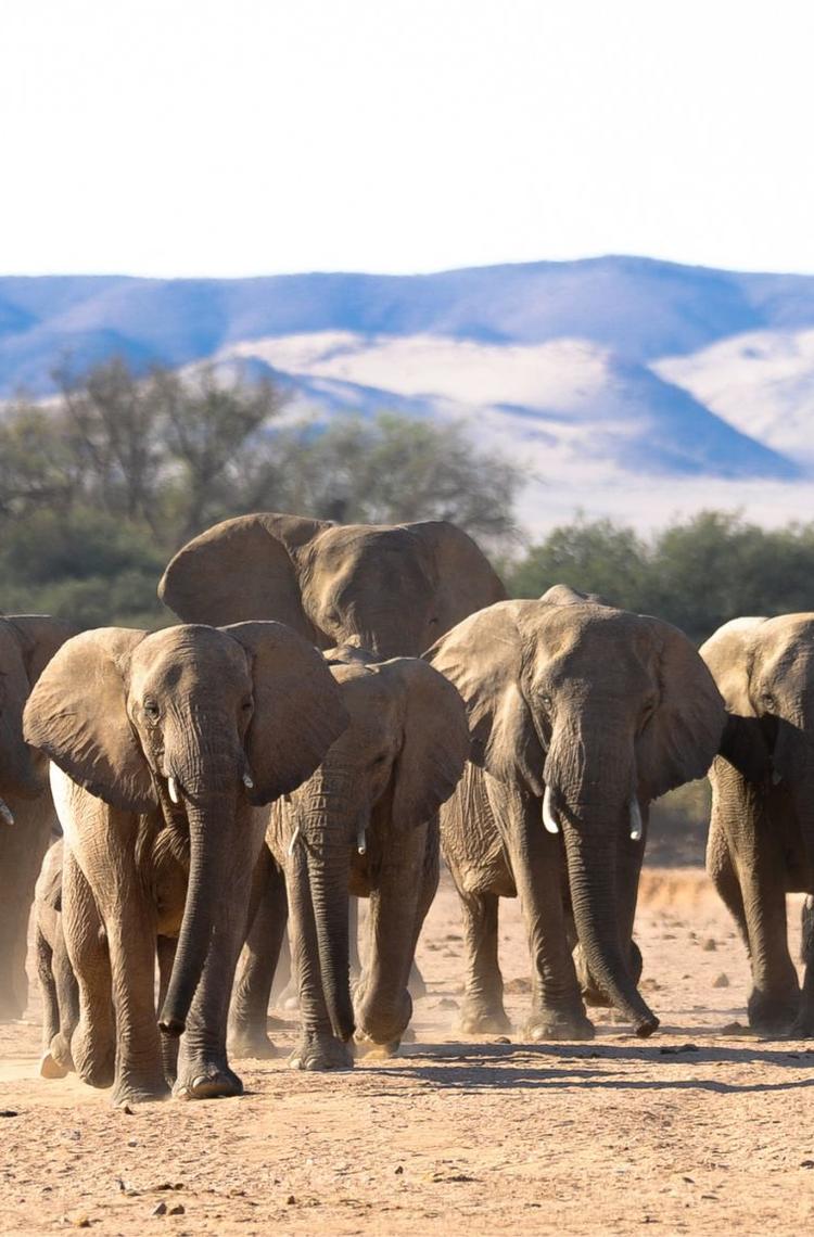 Namibia's famous desert elephants (C) EHRA Namibia's famous desert elephants (C) EHRA