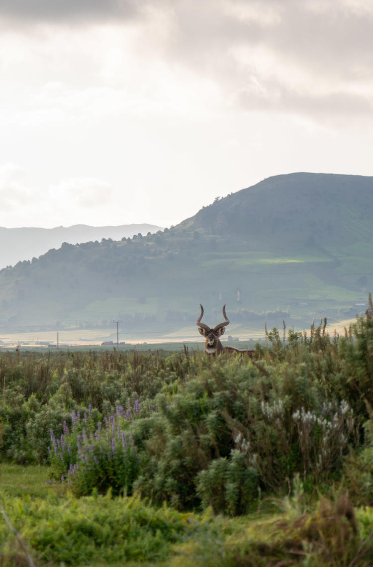 Bale Mountains National Park © Chulalongkorn University Bale Mountains National Park © Chulalongkorn University