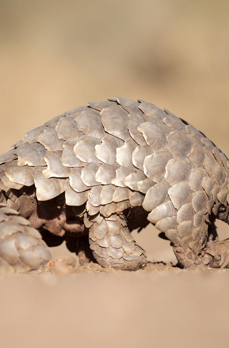 Pangolin