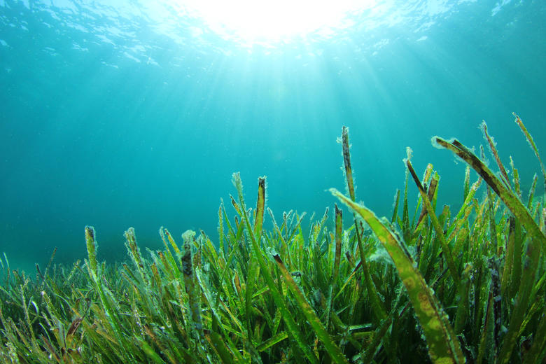 Future-materials-Algae