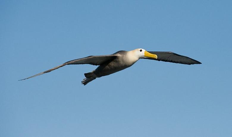 Albatross