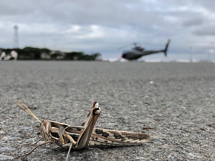 Their coming can look like a pink smudge on the horizon as they quickly cover up to 200 km in a day. In 24 hours, they eat their own weight in grains like teff, millet and khat. When they take off again, they leave behind human starvation.