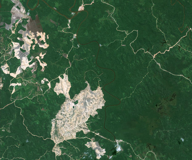 Indonesia Borneo Forest