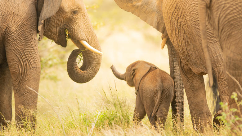 Desert elephants (c) EHRA