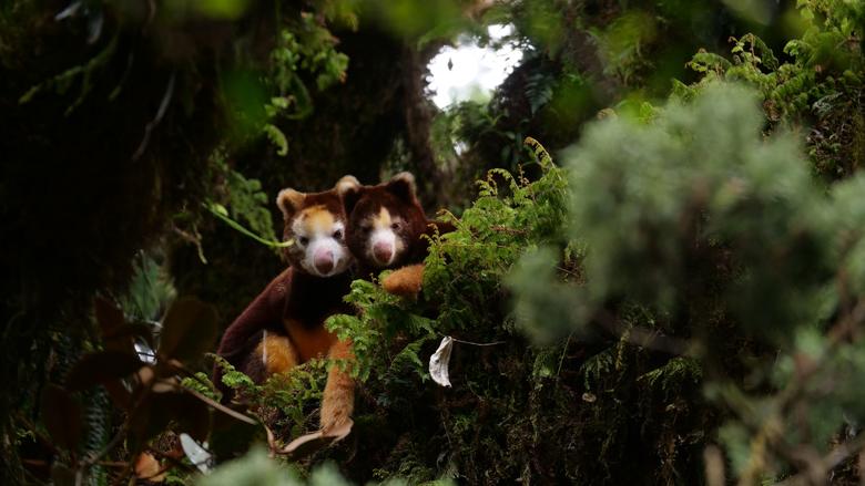 Matschie_s tree kangaroo (C) TKCP