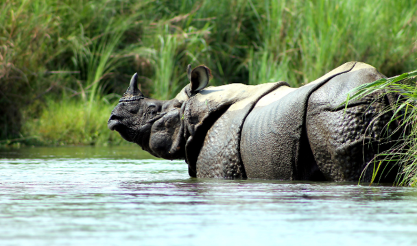 Greater One Horned Rhino at Chitwan National Park in Nepal © Clare Mansfield
