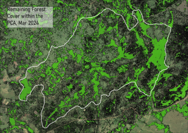 Remaining forest cover within the priority conservation area, March 2024 © Langland Conservation Remaining forest cover within the priority conservation area, March 2024 © Langland Conservation